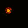 Thumbnail for dataset SuppFig6E_Fucci_Wnt_EGFRi_3