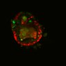 Thumbnail for dataset SuppFig6E_Fucci_Wnt_ErbB2i_1