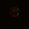 Thumbnail for dataset SuppFig6E_Fucci_Wnt_ErbB2i_2