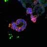 Thumbnail for dataset SuppFig7BC_CHIR_24h_2