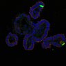 Thumbnail for dataset SuppFig7BC_CHIR_72h_1