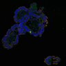 Thumbnail for dataset SuppFig7BC_CHIR_72h_2