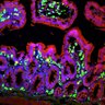 Thumbnail for dataset SuppFig7D_normal