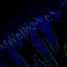 Thumbnail for dataset SuppFig7EF_20171211_CHIIR_1
