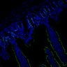 Thumbnail for dataset SuppFig7EF_20171211_CHIIR_2