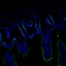 Thumbnail for dataset SuppFig7EF_20171211_CHIIR_3
