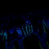Thumbnail for dataset SuppFig7EF_20171211_CHIIR_4