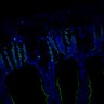 Thumbnail for dataset SuppFig7EF_20171211_CHIIR_5