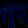 Thumbnail for dataset SuppFig7EF_20171211_control_1