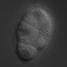 Thumbnail for dataset RNAi_R07E5.14_080410_03