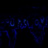 Thumbnail for SuppFig7EF_20171211_Erlotinib_4