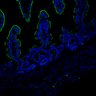 Thumbnail for dataset SuppFig7EF_20171211_Erlotinib-CHIR_1