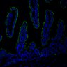 Thumbnail for dataset SuppFig7EF_20171211_Erlotinib-CHIR_4