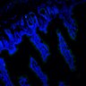 Thumbnail for dataset SuppFig7G_20170606_CHIR
