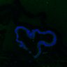 Thumbnail for dataset SuppFig8AB_Adenoma_ENR_2