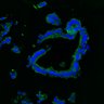 Thumbnail for dataset SuppFig8AB_normal_ENR_1