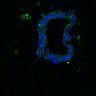 Thumbnail for dataset SuppFig8AB_normal_ENR_2