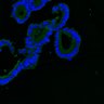 Thumbnail for dataset SuppFig8AB_normal_ErbB2i_1
