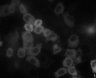 Thumbnail for dataset Figure1C_timelapse_Hela_BRET-ERK