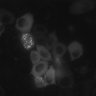 Thumbnail for dataset Figure3B_timelapse_Hela_BRET_CRY2Raf