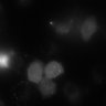 Thumbnail for dataset Figure3F_timelapse_BRET