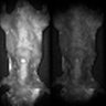 Thumbnail for dataset Figure5K_WT_20170501
