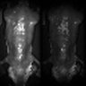 Thumbnail for Figure5K_WT_20170502