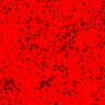 Thumbnail for dataset Figure1C_EKAREV-NES_epiermis_FRET