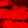 Thumbnail for dataset Figure1D_EKAREV-NES_urothelium_FRET