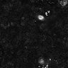 Thumbnail for dataset Figure1G_epidermis_20170208-1_nuclear_displacement_tracking
