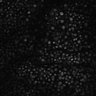 Thumbnail for dataset Figure1G_urothelium_20170315_nuclear_displacement_tracking