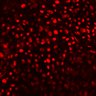 Thumbnail for dataset Figure1H_urothelial_motion_tracking
