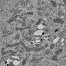 Thumbnail for dataset Fig4A_control_MEF