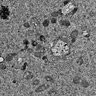 Thumbnail for dataset Fig4A_Pex3KO_MEF