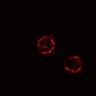Thumbnail for dataset Fig4b_postHgL_1p
