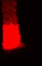 Thumbnail for dataset Fig4b_stimulation_2p