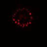 Thumbnail for dataset Fig4g_pre_stimulation_dark