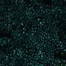 Thumbnail for dataset Fig5a_2p_post_stimulation