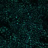 Thumbnail for Fig5a_2p_pre_stimulation
