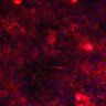 Thumbnail for dataset Fig5de_nonTPA_mSacrlet