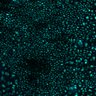 Thumbnail for dataset Fig5de_nonTPA_post_stimulation_2p