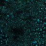 Thumbnail for dataset Fig5de_nonTPA_pre_stimulation_2p