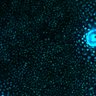 Thumbnail for dataset Fig5de_TPA_post_stimulation_2p