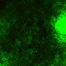 Thumbnail for dataset Fig5de_TPA_stimulation_2p