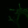 Thumbnail for dataset Fig3b_ECNuclei_trajectory_branch2