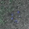 Thumbnail for dataset Fig1C_141016_PIAS1_metaphaseI_9h