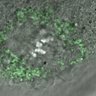 Thumbnail for dataset Fig1C_141016_PIAS1_metaphaseI_10h