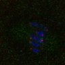 Thumbnail for dataset Fig1D_FigS1B_160420_MI_samples2