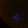 Thumbnail for dataset Fig1D_FigS1B_160420_MII_samples2