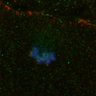 Thumbnail for dataset Fig1D_FigS1B_160420_TelophaseI_samples3